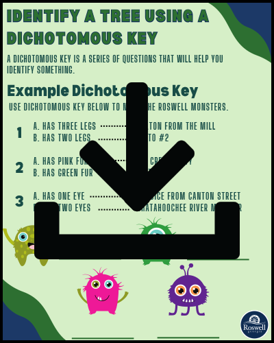 Dichotomous Key Activity